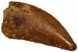 Serrated Raptor Tooth - Real Dinosaur Tooth #297804-1